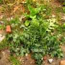 Cardo Mariano (Sillybum marianum) Cardo Mariano (Sillybum marianum)