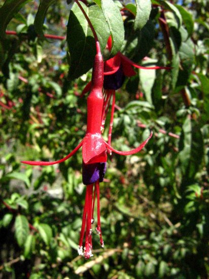 Chilco (Fuchsia magallanica)