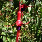 Chilco (Fuchsia magallanica) Chilco (Fuchsia magallanica)