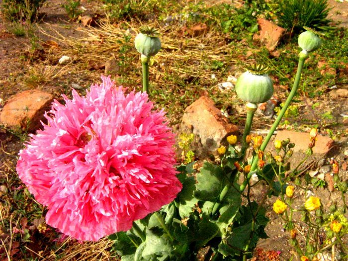 Amapola (Papaver somniferum var. paeniflorum)