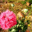 Amapola (Papaver somniferum var. paeniflorum) Amapola (Papaver somniferum var. paeniflorum)