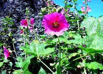 Malva (Malva silvestris)