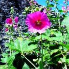 Malva (Malva silvestris) Malva (Malva silvestris)