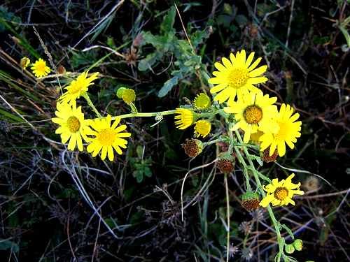 Senecio adenotrichius