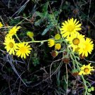 Senecio adenotrichius Senecio adenotrichius