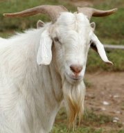 Kambing Bermutu Tinggi