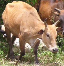 Lembu Tempatan