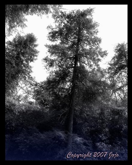 Ancients in the Woods 16x20