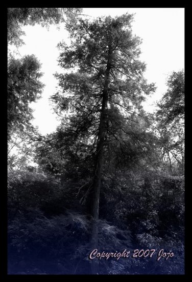 Ancients in the Woods 20x30