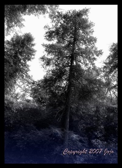 Ancients in the Woods 8x10