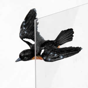 Window Fly Thru - Baltimore Oriole