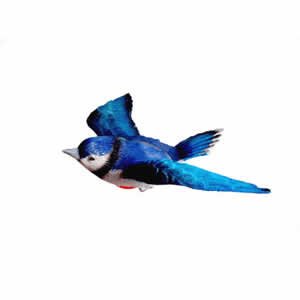 Window Fly Thru - Blue Jay