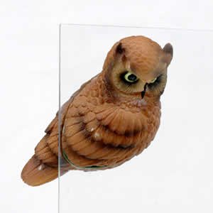 Window Fly Thru - Horned Owl