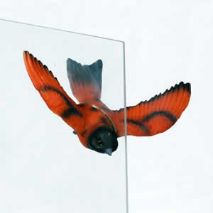 Window Fly Thru - Orange Finch