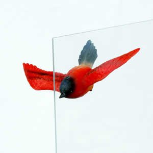Window Fly Thru - Rainbow Sunbird