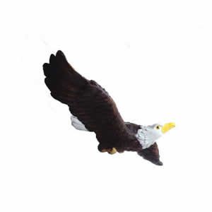 Window Fly Thru - Bald Eagle