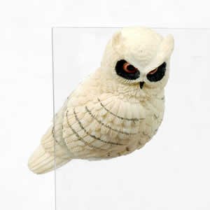 Window Fly Thru - Snow Owl