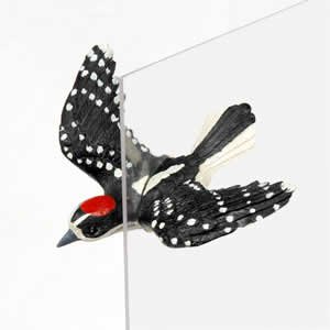 Window Fly Thru - Downy Woodpecker
