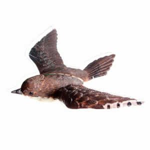 Window Fly Thru - Wren
