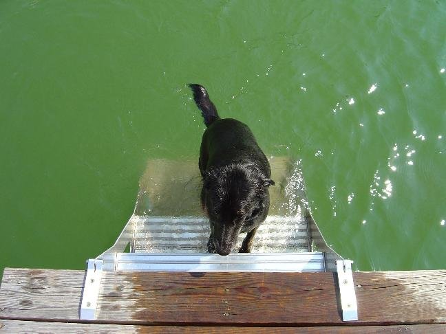 Dog Pet Ladder Step Staircase Design Pro-Step ProStep