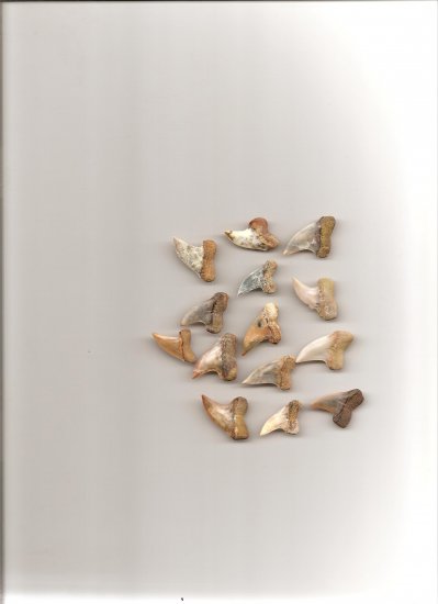Hook tooth maco