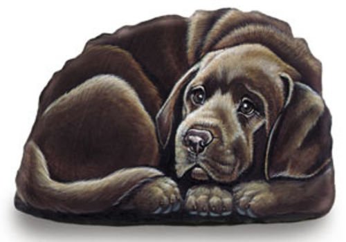Chocolate Lab Pupper Weight