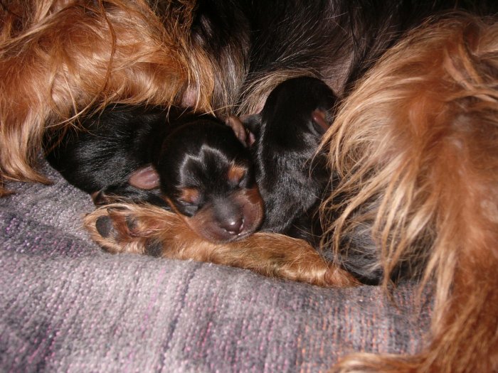 Toy YorkshireTerrier