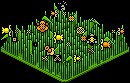 Petal Patch