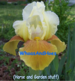 Yellow bitone bearded iris, brown veining on falls, drought tolerant easy to grow