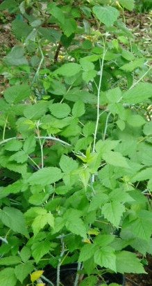 Black Cap Berry Plants