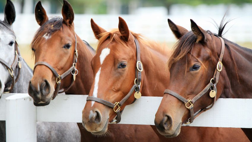 Caring, Housing and Health for Your Horse 20 eBook Collection on CD Printable