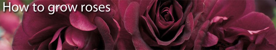 How To Grow Roses eBook on CD Printable - FREE Combined Shipping