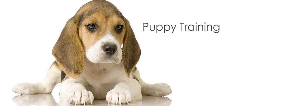 Puppy Training The Natural Way eBook on CD Printable