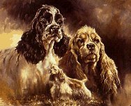 American Cocker