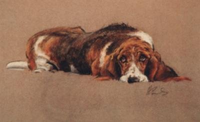 The Bassett Hound