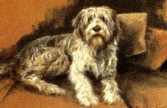 Reverie (Bearded Collie)