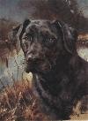 Head of a Black Labrador