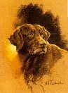 Chocolate Lab