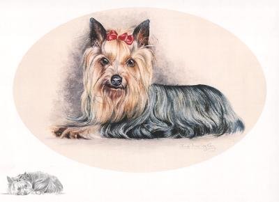 Yorkshire Terrier
