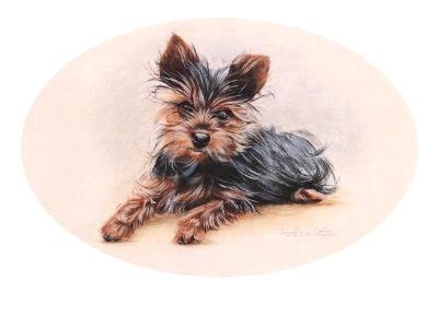 Yorkie Pup