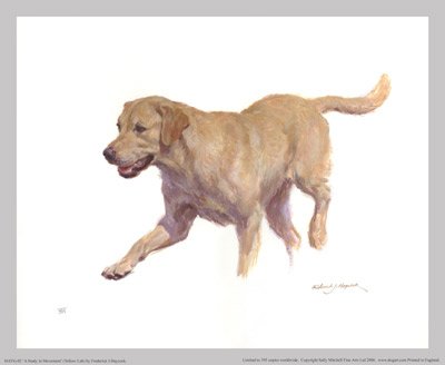 'A Study in Movement' (Yellow Lab)