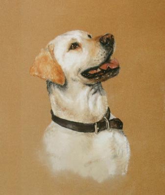 'Yellow Lab Study'