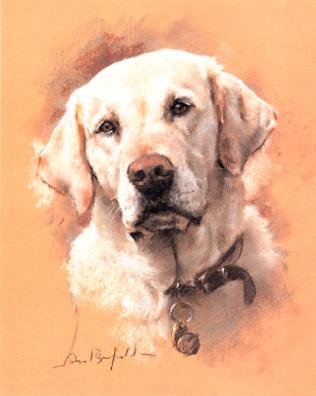 'Yellow Lab'