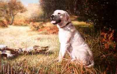 The Yellow Lab