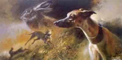 'Whippet Composite'