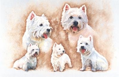 'Studies of a Westie'