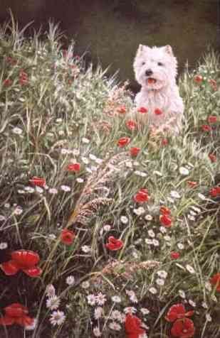 Field of Dreams