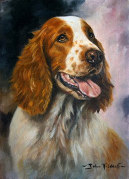 'Welsh Springer'