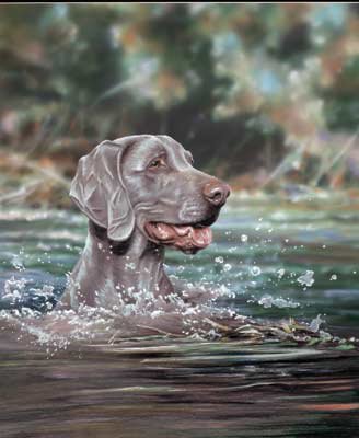 'A Good Swim'