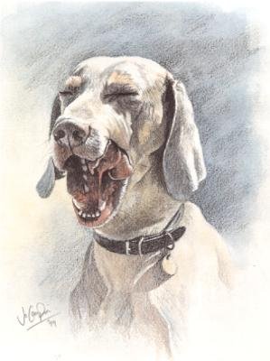 'A Good Yawn'